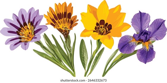 Gazania rigens e Iris tectorum isolados, plantas de jardim, arbustos floridos, flora ornamental, design botânico, ilustração vetorial, flores coloridas, fundo da natureza.