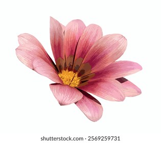 Gazania rigens pink flower isolated on white background. Treasure talent G. splendens, magenta blossom. Daybreak pink shades gazania, daisy like flower. Floral vector for design.
