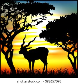 gazelle africa animal