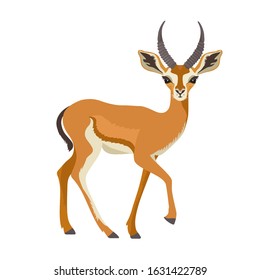 Gazelle or antelope with horn. African mammal animal in wildlife. Vector