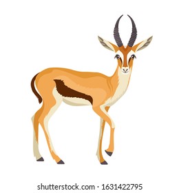 Gazelle or antelope with horn. African mammal animal in wildlife. Vector