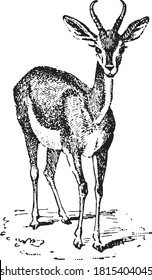 Gazelle, From the Dictionary of Word and Things, 1888.