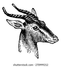 Gazelle, vintage engraved illustration. Natural History of Animals, 1880.
