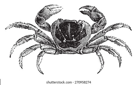 Gecarcinus or land crab, vintage engraved illustration. Natural History of Animals, 1880.
