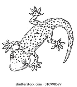 Gecko