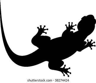 gecko