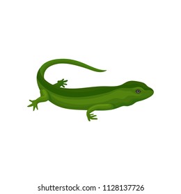 Gecko amphibian creature vector Illustration on a white background