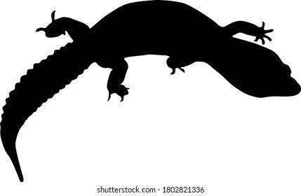 Gecko (Gekkonidae) Silhouette Found In All Around The World