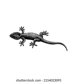 gecko hand drawing vector illustration isolated on white background