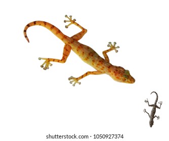 Gecko. Isolated on white background. Vector illustration. Pointillism style.