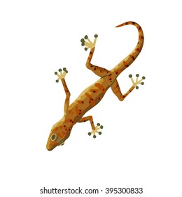 Gecko isolated on white background. Vector colorful illustration.