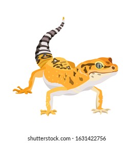 Gecko lizard animal. Reptile in natural wildlife isolated in white background. Vector