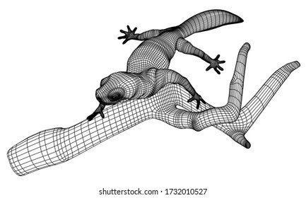 Gecko lizard polygonal lines illustration. Abstract vector lizard on the white background