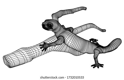 Gecko lizard polygonal lines illustration. Abstract vector lizard on the white background