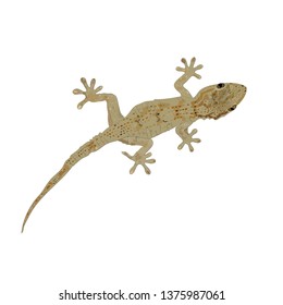 gecko on a white background