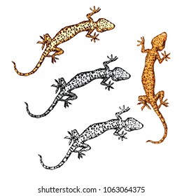 Gecko set. Four geckos painted in different colors. Vector illustration is isolated on white background . Geckon iluustrations for fashion clothes, teenagers, t-shirt