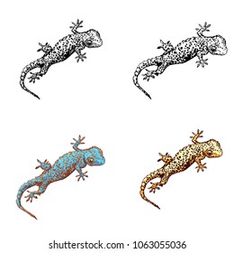 Gecko set. Four identical geckos in different colors. Vector illustration is isolated on white background. Geckon illustrations for teenagers, fashion clothes, t-shirt, textile, fabric