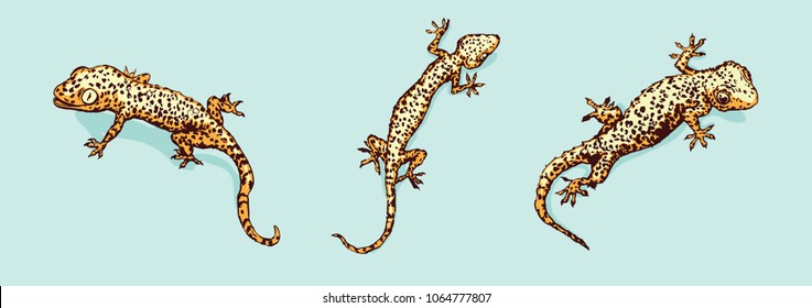 Gecko set. Three geckos.  Vector illustration is isolated on background