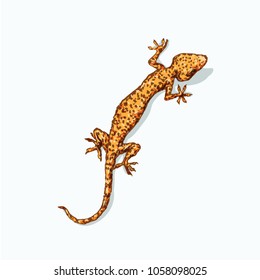 Gecko is sitting on flat gray surface. Vector illustration is isolated on background and the shadow. Geckon print for fashion clothes