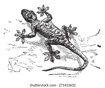 Gecko, vintage engraved illustration.
