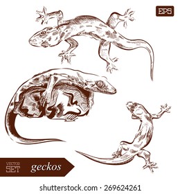 Geckos lizard. Hand drawn vector illustration. Can be used separately from your design. EPS