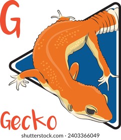 Geckos are small, mostly carnivorous lizards that are unique among lizards for their vocalizations. Geckos are also able to shed their tails if a pred