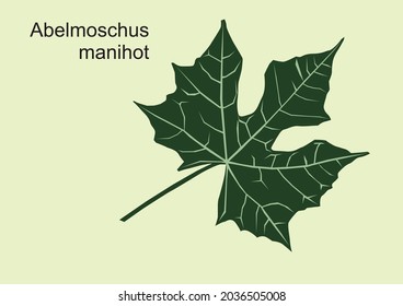 Gedi leaf vector (Abelmoschus manihot). This unique leaf has the property of lowering cholesterol, contains anti-oxidants, smoothes menstruation and treats burns. almost like a papaya leaf.