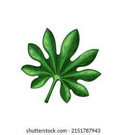 Geen leaf of fatsia japonica isolated, vector illustration