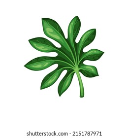 Geen leaf of fatsia japonica isolated, vector illustration