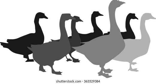 Geese