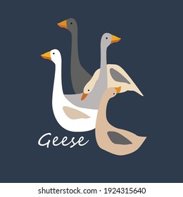 Geese in different poses. Fowl.