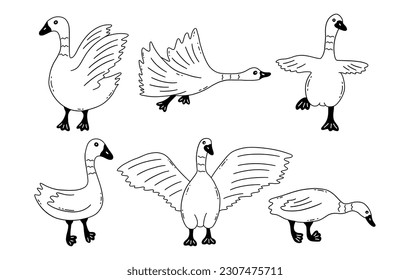 Geese in different poses. Wild or household birds, farming. Poultry. Black and white vector isolated illustration hand drawn doodle