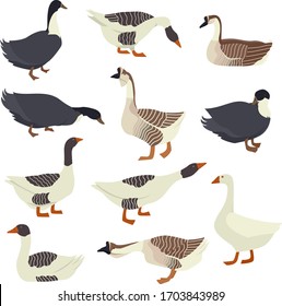 Geese and ducks Flat vector illustrations Isolated objects set