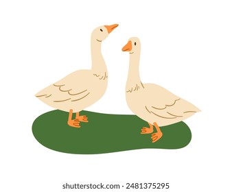 Geese, farm birds. Two domestic feathered animals, poultry standing on grass, rural countryside. Goose couple in village, country, agriculture scene. Flat vector graphic isolated on white background