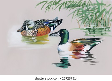 Geese flock swimming on pond watercolor vector illustration