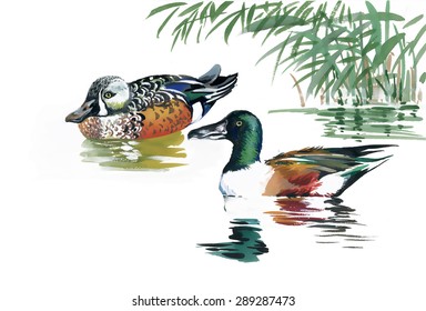 Geese flock swimming on pond watercolor vector illustration