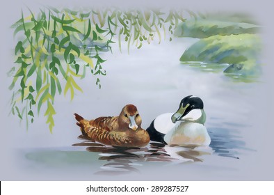 Geese flock swimming on pond watercolor vector illustration