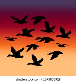 geese are flying at sunset, landscape.