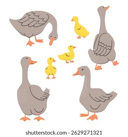 Geese and goslings set on white background. Farm poultry from different angles. Grey, yellow, orange colors with black line. Vector designs for use in card, banner, poster. Flat illustration 

