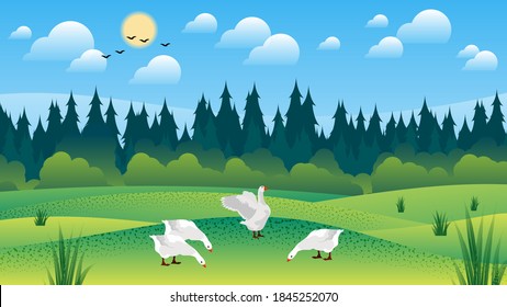 geese graze on the lawn among the grass against the background of bushes, coniferous forest, sky with the sun, clouds, silhouettes of flying birds. natural landscape. vector