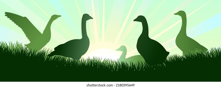 Geese grazing. Rural landscape. Morning sky and sun. Pasture on meadow. Scenery silhouette. Agricultural farm bird. Vector