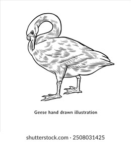 Geese illustration. Geese hand drawn illustration in vintage style. Geese drawing. Swan illustration