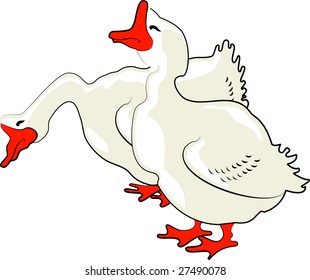 Geese, isolated on white, vector