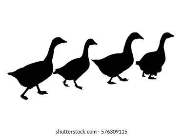 geese in line, silhouette vector