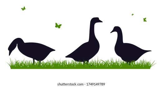 geese on the grass, vector flat illustration. domestic birds on a white background.