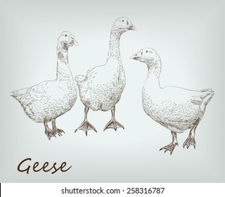 geese set. farm animals.vector sketches