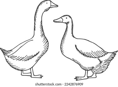Geese sketch  Domestic birds  Farm poultry drawing