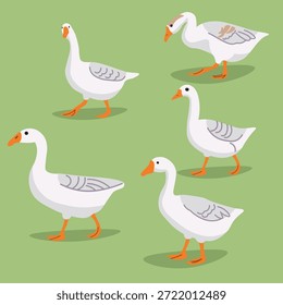 Vector de gansos. Gansos caminando sobre un fondo verde.