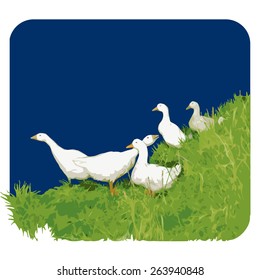 Geese. Vector illustration. 2 