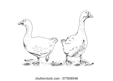 Geese, vector illustration